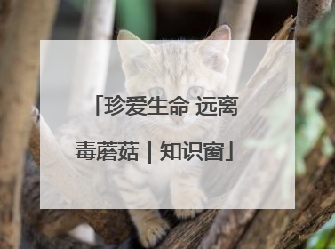珍爱生命 远离毒蘑菇｜知识窗