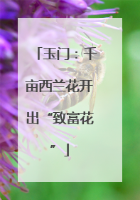 玉门：千亩西兰花开出“致富花”