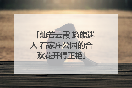 灿若云霞 旖旎迷人 石家庄公园的合欢花开得正艳