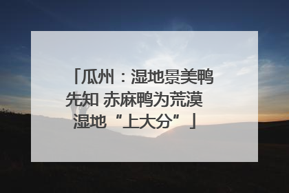 瓜州：湿地景美鸭先知 赤麻鸭为荒漠湿地“上大分”