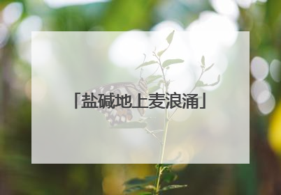 盐碱地上麦浪涌