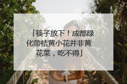 筷子放下！成都绿化带桔黄小花并非黄花菜，吃不得