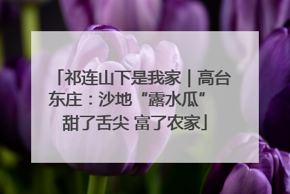 祁连山下是我家｜高台东庄：沙地“露水瓜” 甜了舌尖 富了农家