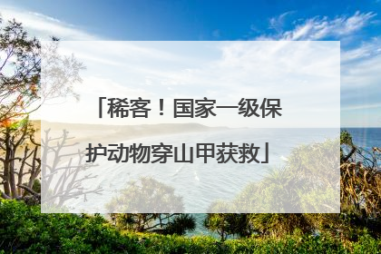 稀客！国家一级保护动物穿山甲获救