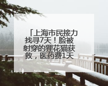 上海市民接力找寻7天！脸被射穿的狸花猫获救，医药费1天筹到四千多