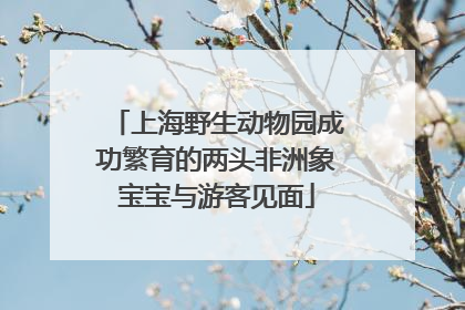 上海野生动物园成功繁育的两头非洲象宝宝与游客见面