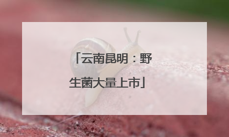 云南昆明：野生菌大量上市