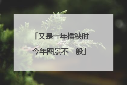 又是一年插秧时 今年图景不一般