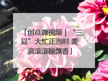 创意微视频｜“三夏”大忙正当时 麦浪滚滚穗飘香