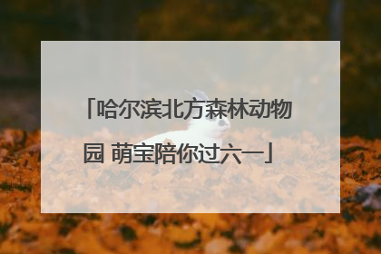 哈尔滨北方森林动物园 萌宝陪你过六一