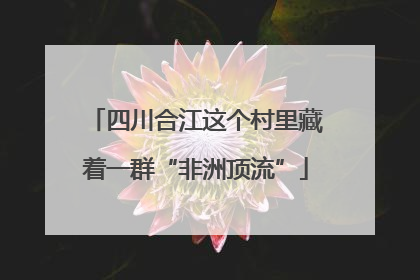 四川合江这个村里藏着一群“非洲顶流”