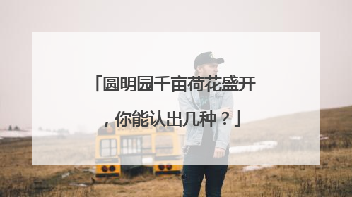圆明园千亩荷花盛开，你能认出几种？