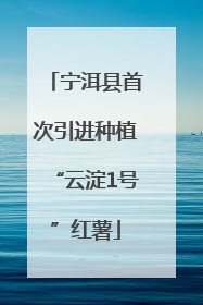 宁洱县首次引进种植“云淀1号”红薯