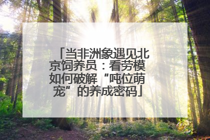 当非洲象遇见北京饲养员：看劳模如何破解“吨位萌宠”的养成密码