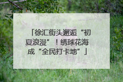 徐汇街头邂逅“初夏浪漫”！绣球花海成“全民打卡地”