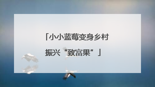 小小蓝莓变身乡村振兴“致富果”