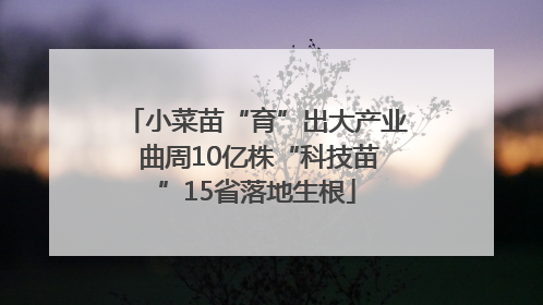 小菜苗“育”出大产业 曲周10亿株“科技苗”15省落地生根