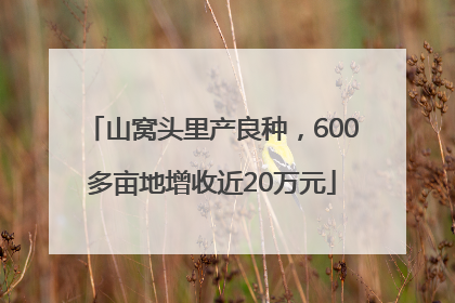 山窝头里产良种，600多亩地增收近20万元