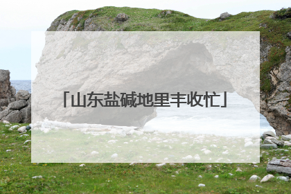 山东盐碱地里丰收忙