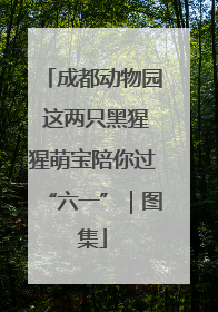 成都动物园 这两只黑猩猩萌宝陪你过“六一”｜图集