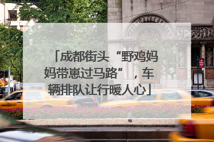 成都街头“野鸡妈妈带崽过马路”，车辆排队让行暖人心