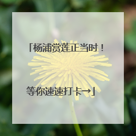 杨浦赏莲正当时！等你速速打卡→