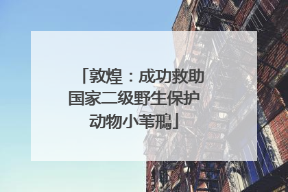 敦煌：成功救助国家二级野生保护动物小苇鳽
