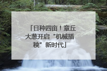 日种四亩！章丘大葱开启“机械插秧”新时代