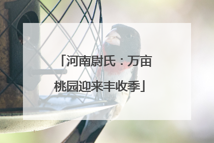 河南尉氏：万亩桃园迎来丰收季