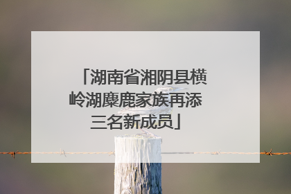 湖南省湘阴县横岭湖麋鹿家族再添三名新成员