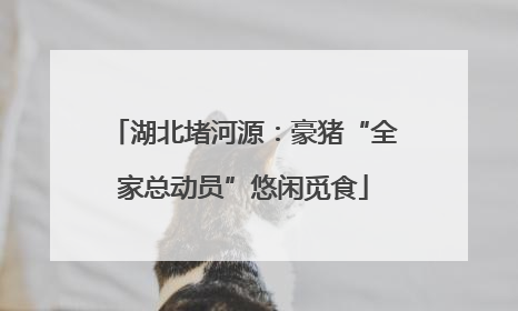 湖北堵河源：豪猪“全家总动员”悠闲觅食