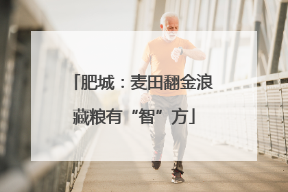 肥城：麦田翻金浪藏粮有“智”方