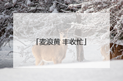 麦浪黄 丰收忙