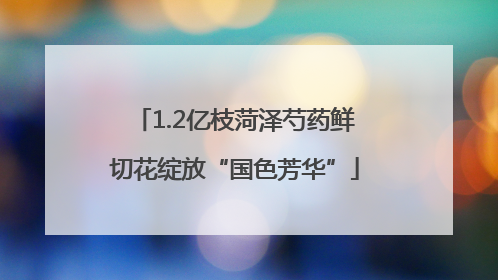 1.2亿枝菏泽芍药鲜切花绽放“国色芳华”