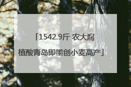 1542.9斤 农大腐植酸青岛即墨创小麦高产