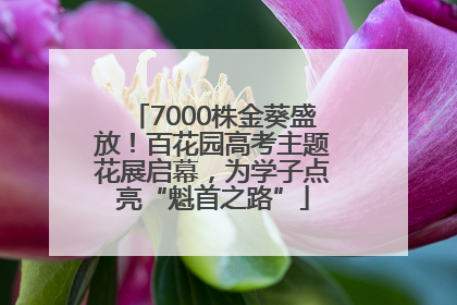 7000株金葵盛放！百花园高考主题花展启幕，为学子点亮“魁首之路”