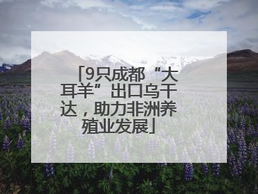 9只成都“大耳羊”出口乌干达，助力非洲养殖业发展